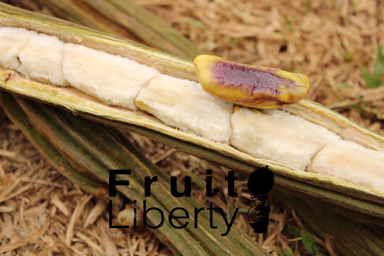 FruitLiberty Inga edulis, Guaba, Icecream Bean